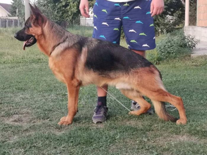 nemački ovčar besplatni mali oglasi