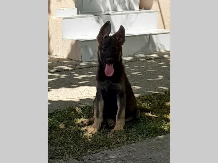 nemački ovčar besplatni mali oglasi