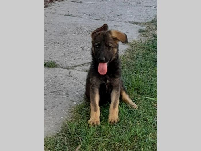 nemački ovčar besplatni mali oglasi