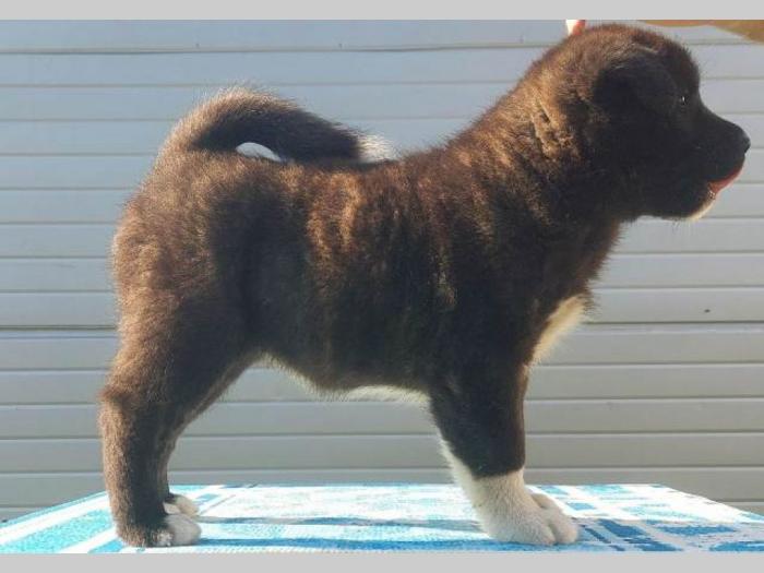 americka akita štenci vrhunskih karakteristika besplatni mali oglasi