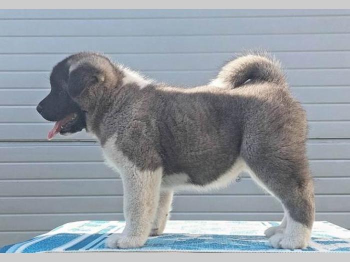 americka akita štenci vrhunskih karakteristika besplatni mali oglasi