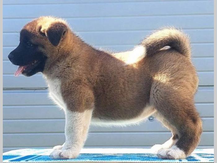 americka akita štenci vrhunskih karakteristika besplatni mali oglasi
