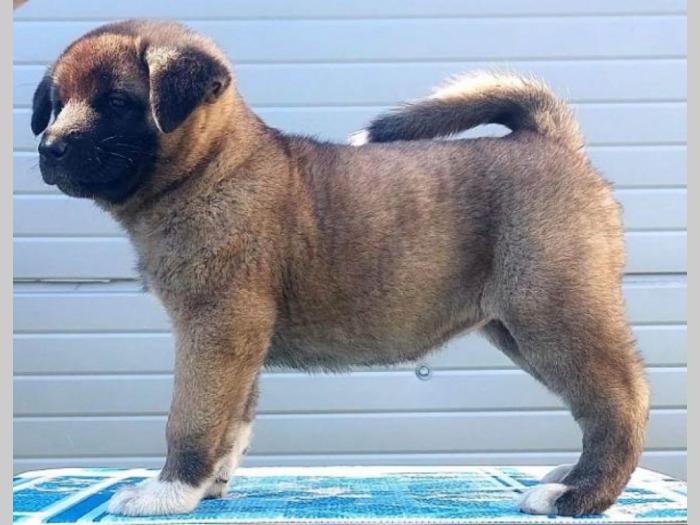 americka akita štenci vrhunskih karakteristika besplatni mali oglasi