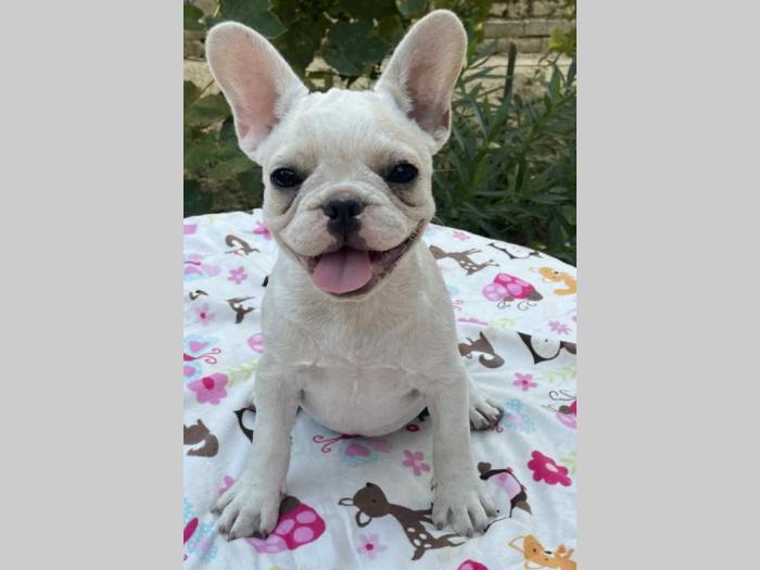 francuski buldog štenci besplatni mali oglasi