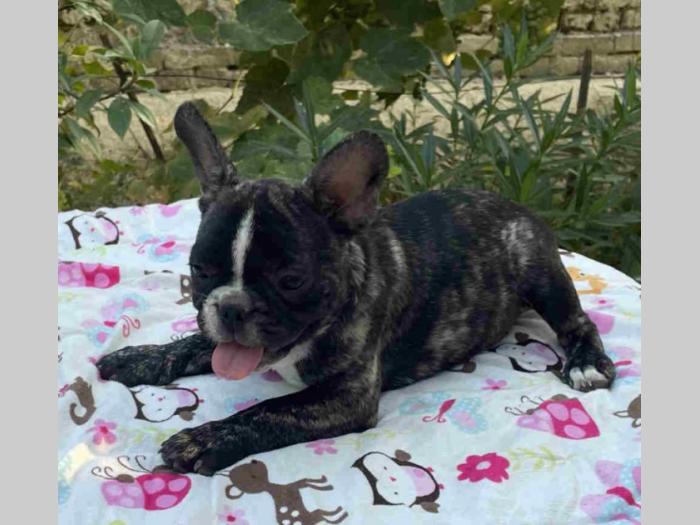 francuski buldog štenci besplatni mali oglasi