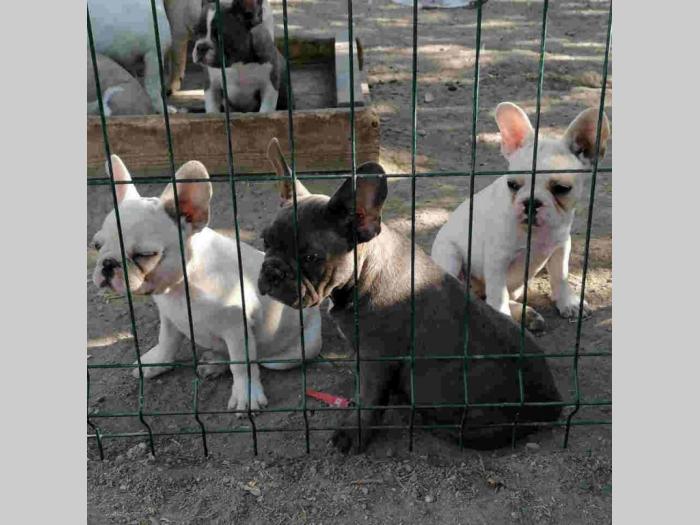 francuski buldog štenci besplatni mali oglasi