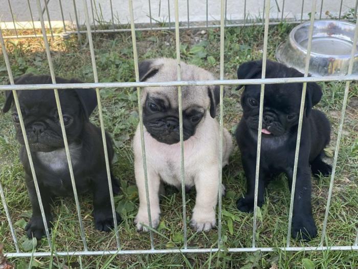 štenci mopsa besplatni mali oglasi