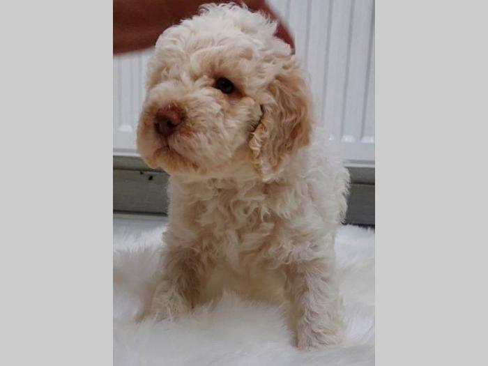 lagotto romagnolo štenci besplatni mali oglasi