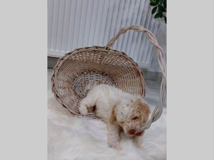 lagotto romagnolo štenci besplatni mali oglasi