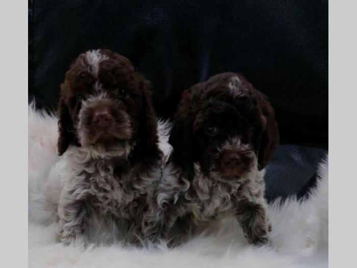 lagotto romagnolo štenci besplatni mali oglasi