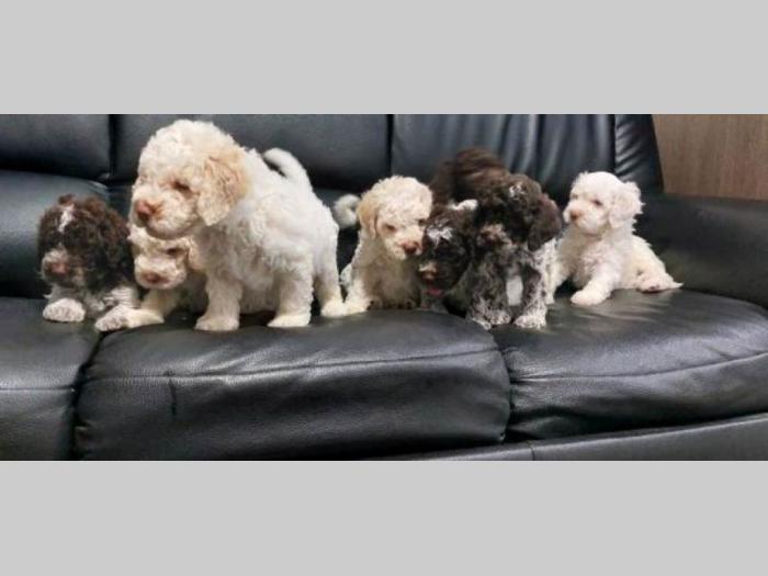 lagotto romagnolo štenci besplatni mali oglasi