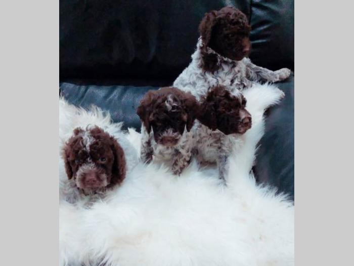 lagotto romagnolo štenci besplatni mali oglasi