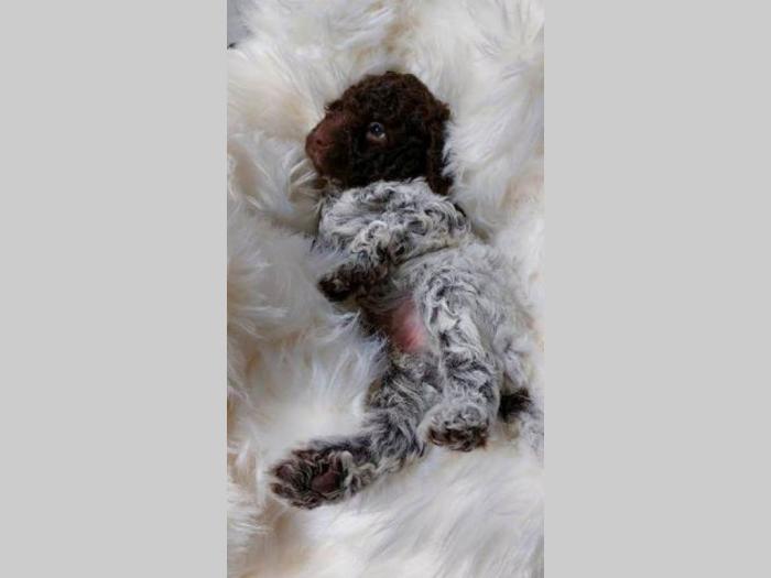lagotto romagnolo štenci besplatni mali oglasi