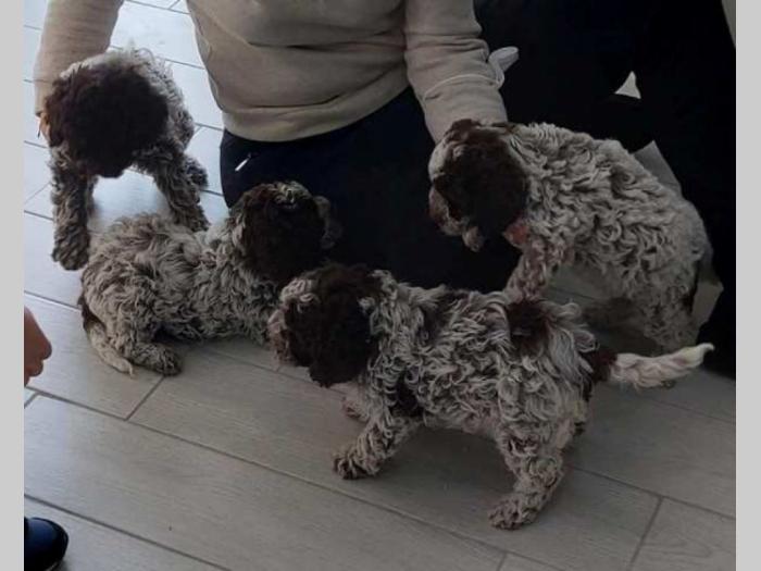 lagotto romagnolo štenci besplatni mali oglasi