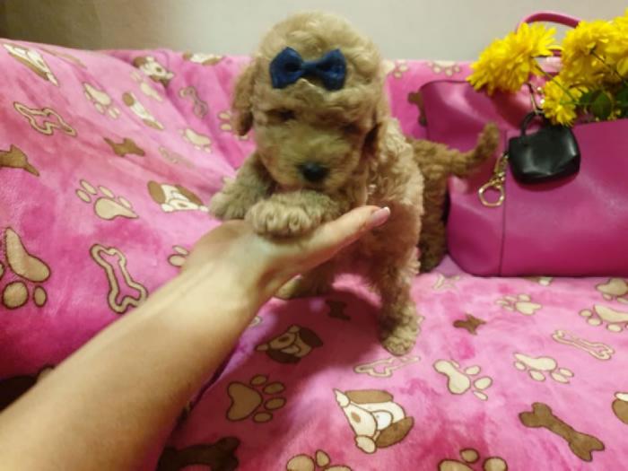 toy pudle štenci besplatni mali oglasi