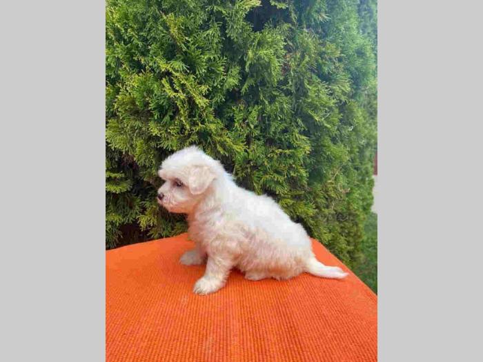 maltezer štenci besplatni mali oglasi
