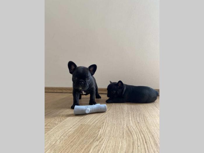 francuski buldog besplatni mali oglasi