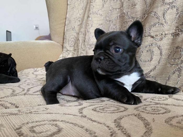 francuski buldog besplatni mali oglasi
