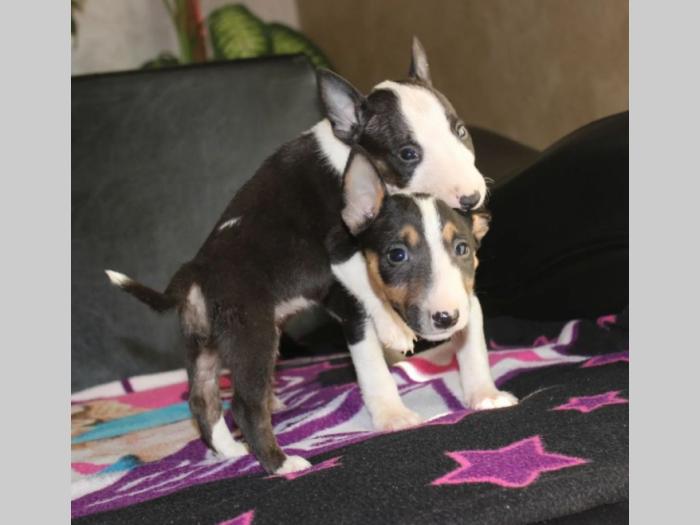 mini bul terijer besplatni mali oglasi