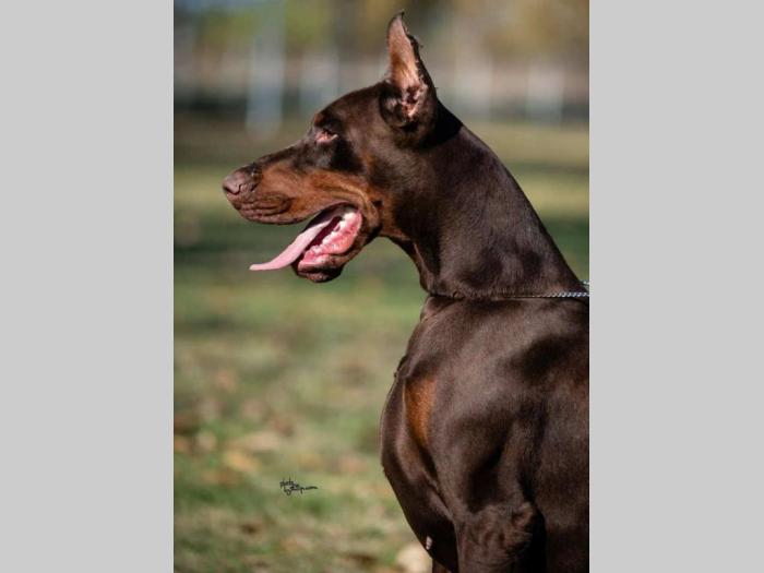 doberman štenci besplatni mali oglasi