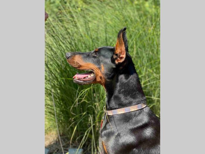 doberman štenci besplatni mali oglasi