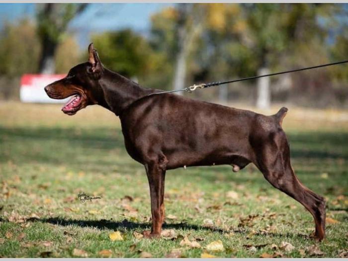 doberman štenci besplatni mali oglasi