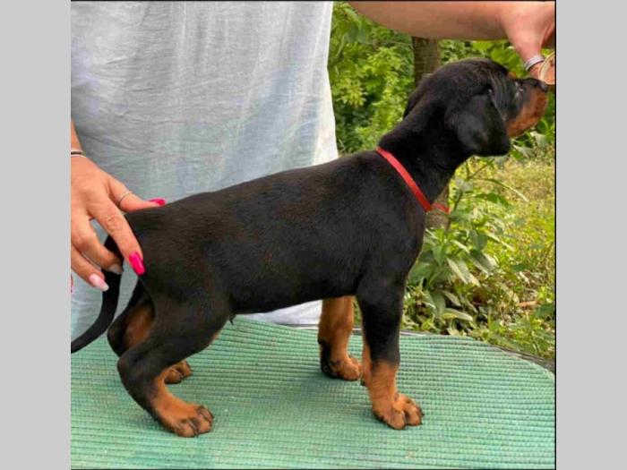 doberman štenci besplatni mali oglasi