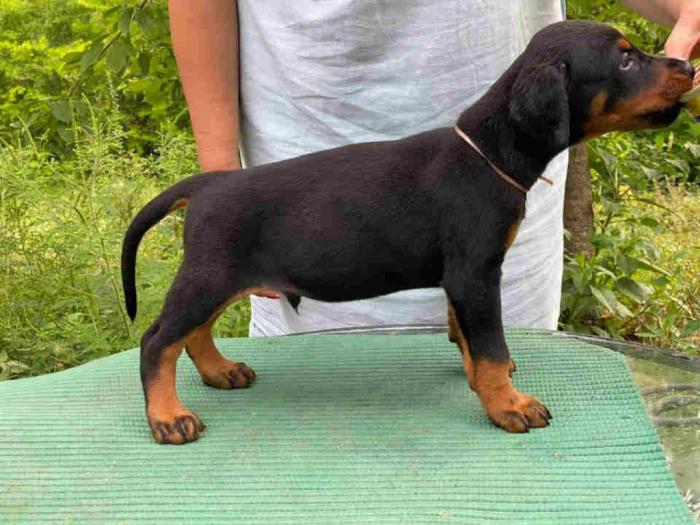 doberman štenci besplatni mali oglasi