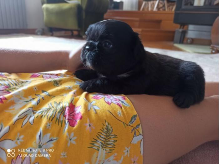 francuski buldog besplatni mali oglasi