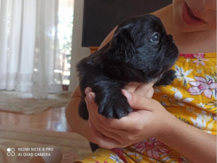 francuski buldog besplatni mali oglasi
