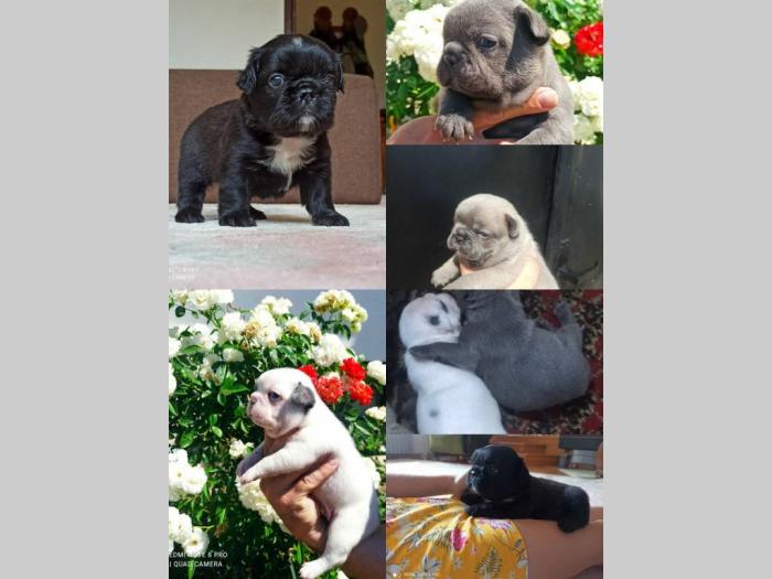 francuski buldog besplatni mali oglasi