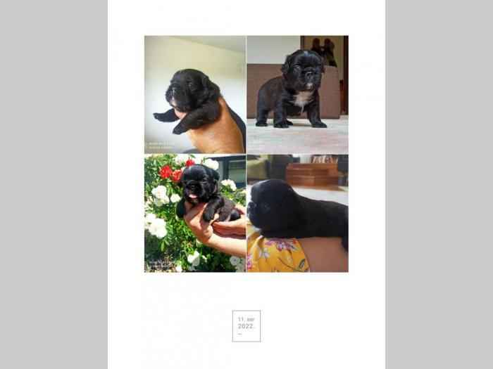 francuski buldog besplatni mali oglasi
