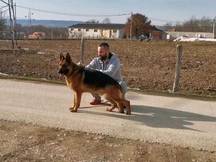 nemački ovčar besplatni mali oglasi