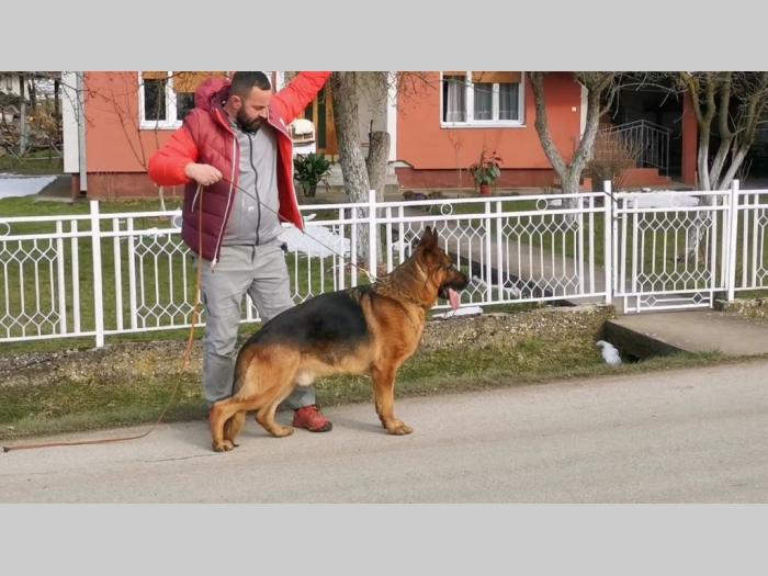 nemački ovčar besplatni mali oglasi