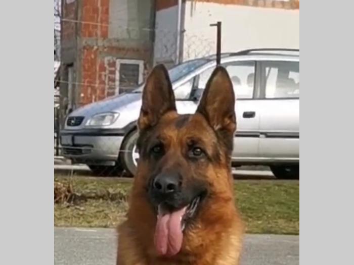 nemački ovčar besplatni mali oglasi