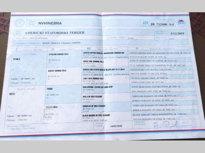 staforski terijer štenci besplatni mali oglasi
