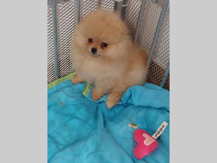 pomeranac boo štenci besplatni mali oglasi