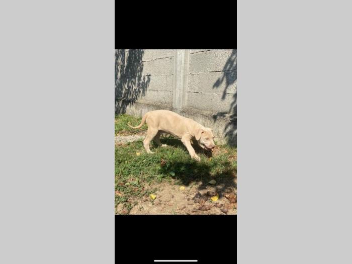 pitbull štenci besplatni mali oglasi