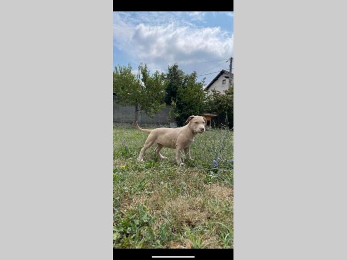 pitbull štenci besplatni mali oglasi