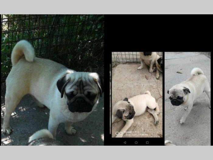 mops štenci i odrasli psi besplatni mali oglasi