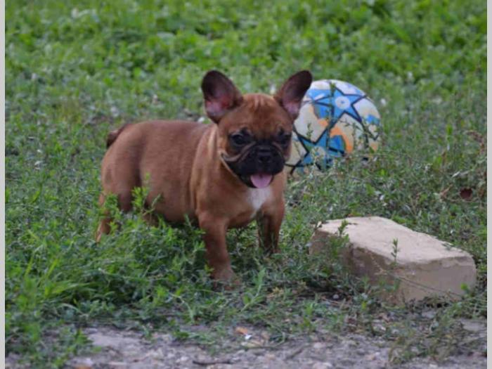 francuski buldog štenci besplatni mali oglasi
