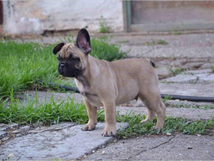 francuski buldog štenci besplatni mali oglasi
