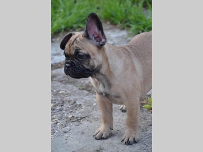 francuski buldog štenci besplatni mali oglasi
