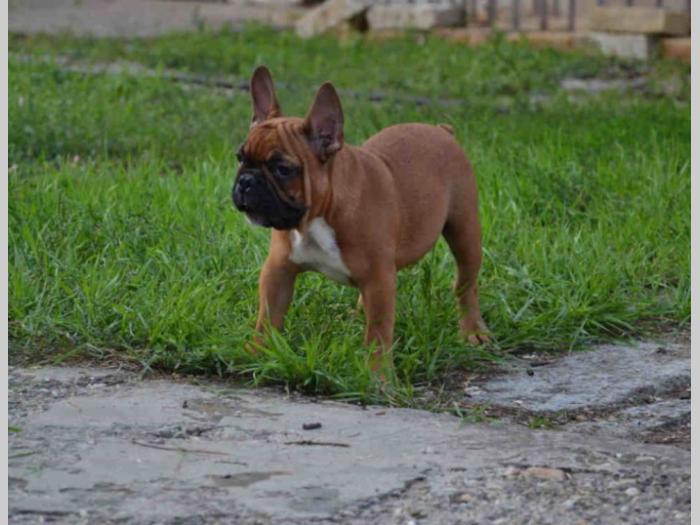 francuski buldog štenci besplatni mali oglasi