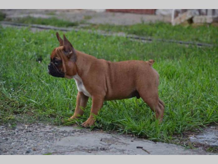 francuski buldog štenci besplatni mali oglasi