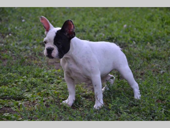 francuski buldog štenci besplatni mali oglasi