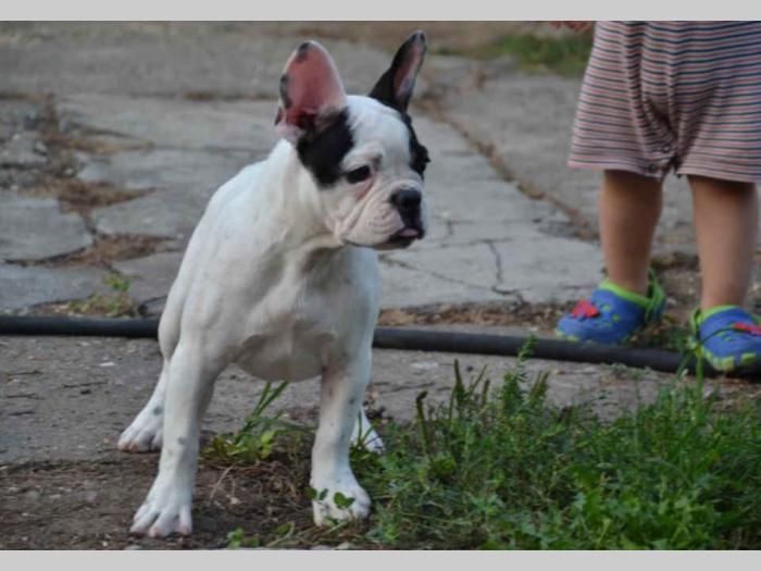 francuski buldog štenci besplatni mali oglasi