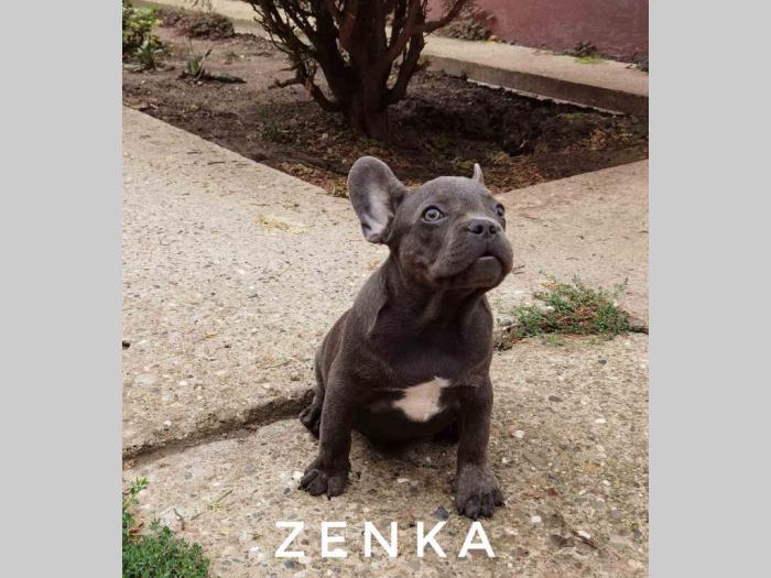 francuski buldog štenci besplatni mali oglasi