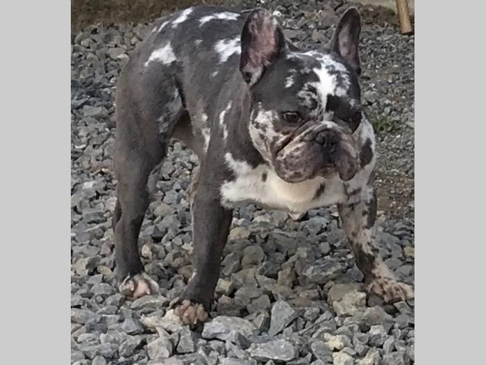 lilac merle parenje besplatni mali oglasi
