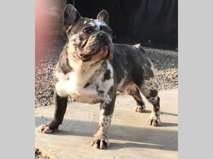 lilac merle parenje besplatni mali oglasi